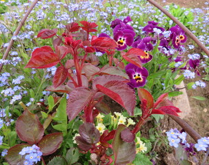 Hybrid tea rose. Young red shoots of roses.