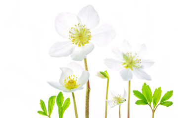 Collage of white blooming Black Hellebore, Christmas Rose, Christmas-rose