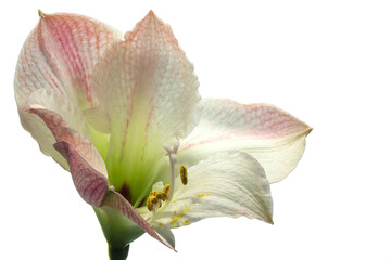 Fototapeta na wymiar One white and pink blooming Amaryllis flower (Amaryllidaceae)
