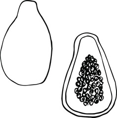 Vector single papaya . Exotic fruit whole and in the section.  A sketch of a tropical fruit is isolated on a white background. Doodle style drawing.  Illustrations for books, design, coloring pages fo