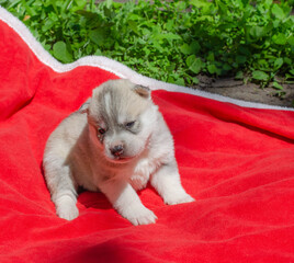 Little gray-white husky puppy on a red plaid