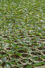 passiflora, plant shoots, plants ready to be planted