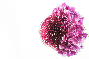 One pink blooming scabiosa flower