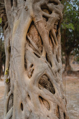 Verwurzelter Baumstamm in Thailand