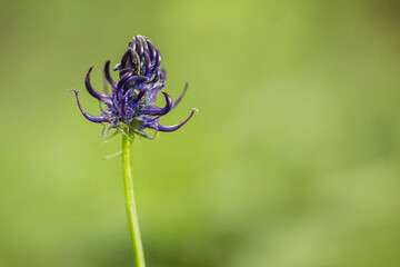 Purple Phyteuma Spicatum flower, spiked rampion flower with a bokeh background