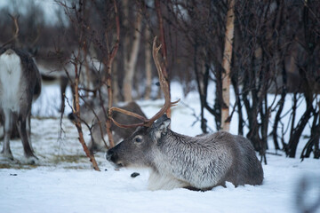 Reindeer lying in the snow in a forest in Northern Norway