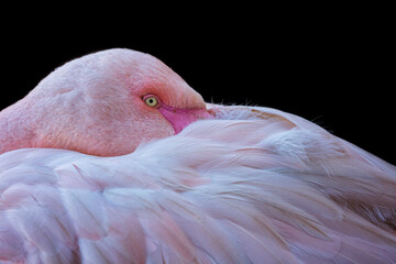 Close-up flamingo
