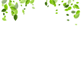 Forest Foliage Tea Vector Illustration. Blur Leaf 