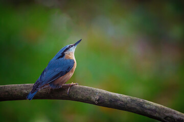 Nuthatch (Sitta europaea)