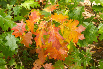 yellowed oak leaves. background of autumn leaves.
