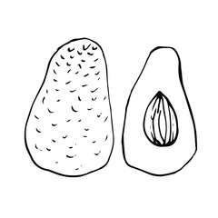 Vector single avocado. Exotic fruit whole and in the section.  A sketch of a tropical fruit is isolated on a white background. Doodle style drawing.  Illustrations for books, design, coloring pages fo