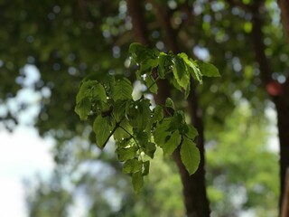 Obraz premium green leaves on the tree