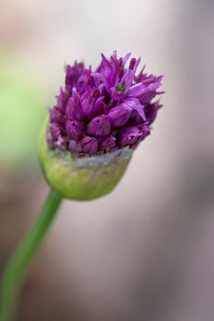 bud of a purple album flower