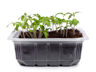 Young tomato seedlings in a transparent plastic container isolated