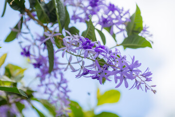 The Purple Wreath flowers in the sky background.