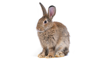 Adorable cute little brown easter bunny isolated on white background. Portrait of brown furry beautiful rabbit. Pet, animal and easter concept.