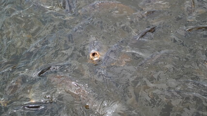 fish in the water