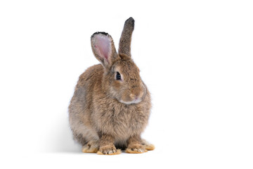 Adorable cute little brown easter bunny isolated on white background. Portrait of brown furry beautiful rabbit. Pet, animal and easter concept.