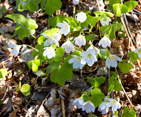 White flowers in the forest. The flower is a harbinger of spring. Early spring