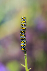  Cucullia verbasci - The mullein moth is a noctuid moth with a Palearctic distribution.