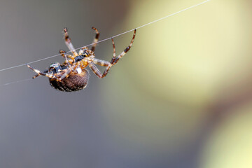 Araneus Diadematus - European Garden Spider or Cross Orb-Weaver Spider in close up with selective focus. These spiders can grow up to 13mm and can be found in woodland and gardens across Britain.
