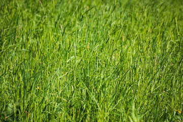 Side view of long green grass