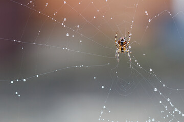 Araneus Diadematus - European Garden Spider or Cross Orb-Weaver Spider in close up with selective focus. These spiders can grow up to 13mm and can be found in woodland and gardens across Britain.
