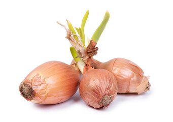 Sprouted onion bulbs