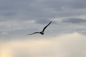 Seagull in the sky