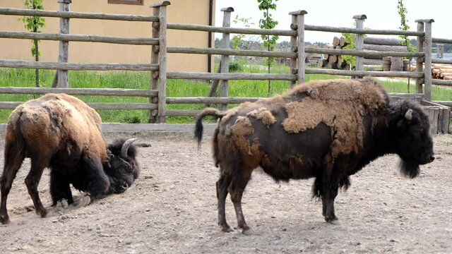 Two large brown bison inside a zoo cattle paddock
