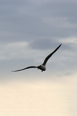 Seagull in the sky