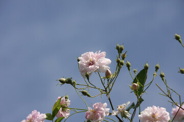 Close up of pale pink blossoms of rambler or climbing roses against pale blue sky, dreamy inflorescence  in a romantic country cottage garden  in early summer.with copy space....