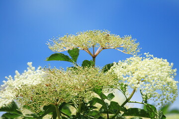 Elderberry (Sambucus) flowers in spring, blue sky ion background