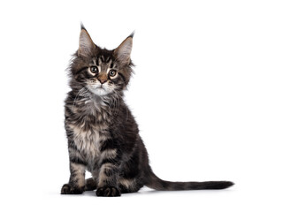 Cute classic black tabby Maine Coon cat kitten, sitting side ways. Looking beside camera. Isolated on white background.