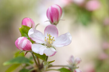 Naklejka na ściany i meble Spring Blossom - plum tree flowers before fruits appear. 