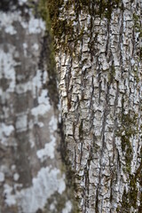 Volume et texture d’écorce 