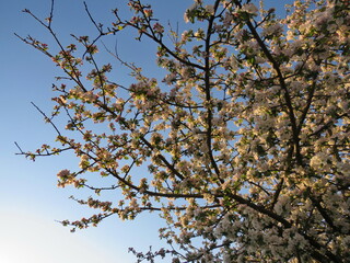 Branches of a blossoming apple tree in the rays of the setting sun on the background a blue sky