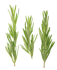 Rosemary on white