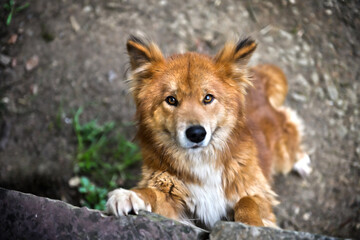 neugieriger Dingo