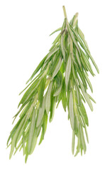 Fototapeta premium Rosemary on white