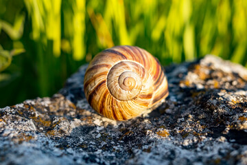 Snail on a stone in the sunset light. Side view.