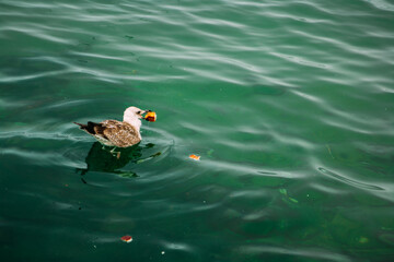 A seagull walks on the Black Sea
