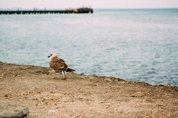 A seagull walks on the Black Sea