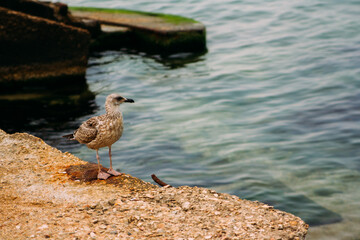A seagull walks on the Black Sea