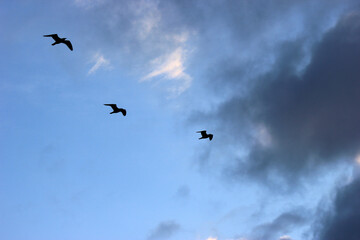 Seagull in the sky