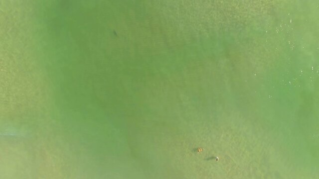 Danger, Shark In The Emerald Waters Near Two Swimmers, Aerial Shot Over The Ocean