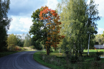 beautiful red and green autumn tree