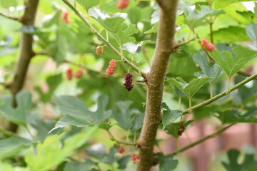 Mulberry / Mulberry tree is a Moraceae deciduous tree that ripens black in early summer and is used for eating fresh, making fruit wine and jams.