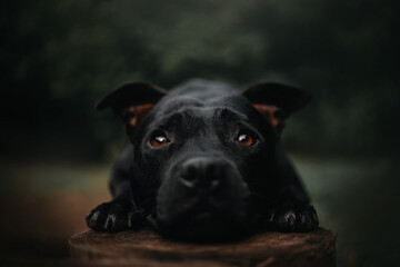 black staffordshire bull terrier dog lying down outdoors