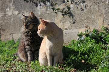 gatos callejeros pareja IMG_2165-as20